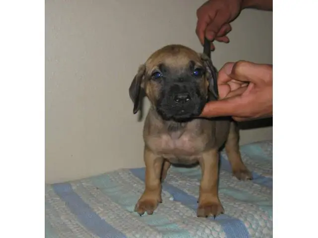 8 Presa Canario puppies for sale - 4/10