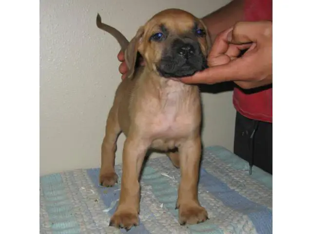 8 Presa Canario puppies for sale - 5/10
