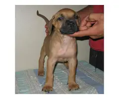 8 Presa Canario puppies for sale - 5