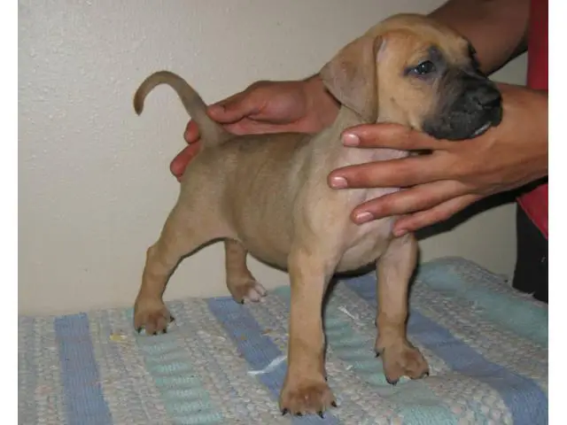 8 Presa Canario puppies for sale - 6/10