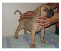 8 Presa Canario puppies for sale - 6