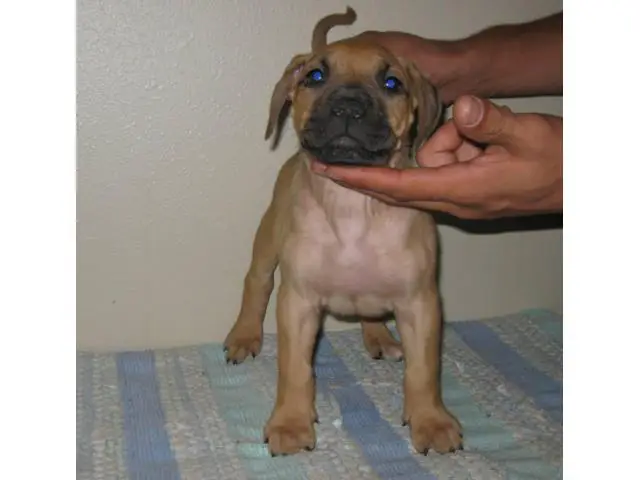 8 Presa Canario puppies for sale - 7/10