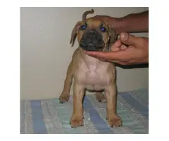 8 Presa Canario puppies for sale - 7