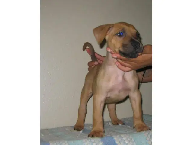 8 Presa Canario puppies for sale - 8/10