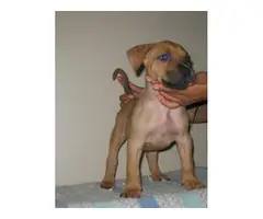 8 Presa Canario puppies for sale - 8