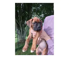 7 weeks old Boxer puppies for sale