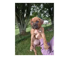 7 weeks old Boxer puppies for sale - 2