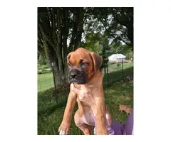 7 weeks old Boxer puppies for sale - 3