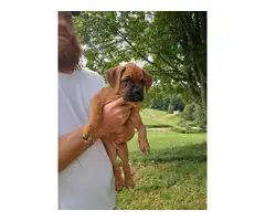 7 weeks old Boxer puppies for sale - 4
