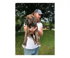 7 weeks old Boxer puppies for sale - 5