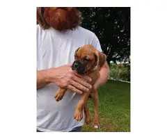 7 weeks old Boxer puppies for sale - 6