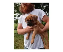 7 weeks old Boxer puppies for sale - 7