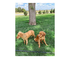 2 AKC Golden Retriever Puppies for Sale