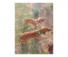 2 AKC Golden Retriever Puppies for Sale