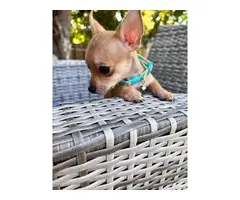 9 week old pure bred chihuahua puppies - 2