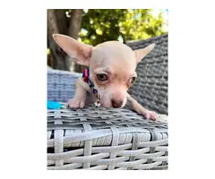 9 week old pure bred chihuahua puppies - 4
