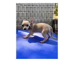 9 week old pure bred chihuahua puppies - 5