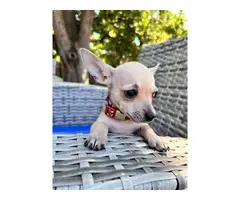 9 week old pure bred chihuahua puppies - 6