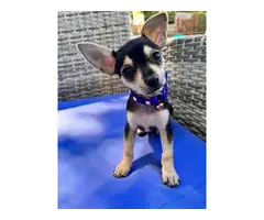 9 week old pure bred chihuahua puppies - 7