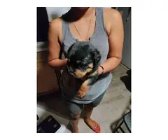 3 males Rottweiler puppies for sale