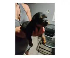 3 males Rottweiler puppies for sale - 2