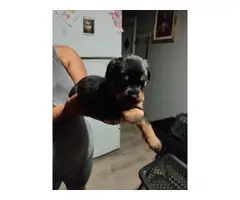 3 males Rottweiler puppies for sale - 3