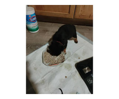 3 males Rottweiler puppies for sale