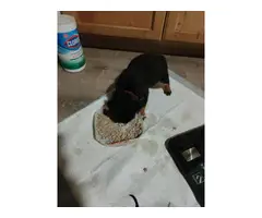 3 males Rottweiler puppies for sale - 5