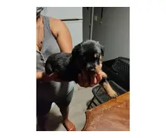 3 males Rottweiler puppies for sale - 6