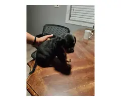 3 males Rottweiler puppies for sale - 7