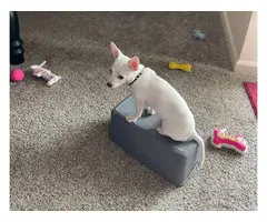 White Chihuahua puppy needing a good home - 3
