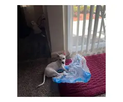White Chihuahua puppy needing a good home - 4