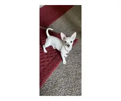 White Chihuahua puppy needing a good home - 5
