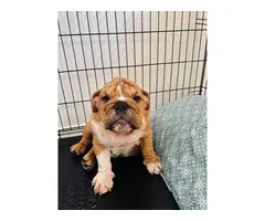 Sweet English Bulldog Puppy for Sale - 3
