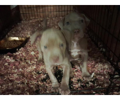 pit puppies for sale in nc