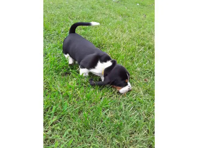 Basset hound puppies - 6/6