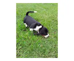 Basset hound puppies - 6