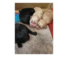 4 beautiful Cocker Spaniel Puppies