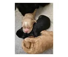 4 beautiful Cocker Spaniel Puppies - 2