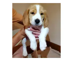 5 full blooded beagle puppies for sale