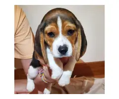 5 full blooded beagle puppies for sale - 3