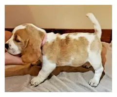 5 full blooded beagle puppies for sale - 5