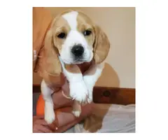 5 full blooded beagle puppies for sale - 6