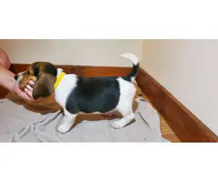 5 full blooded beagle puppies for sale - 7