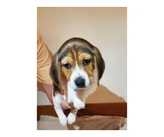 5 full blooded beagle puppies for sale - 8