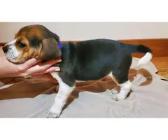 5 full blooded beagle puppies for sale - 9