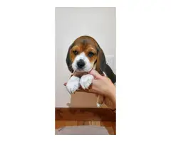 5 full blooded beagle puppies for sale - 10