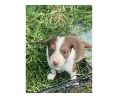 ABCA registered border collie puppies - 5