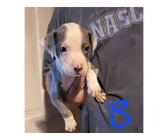 Pit bull puppies for adoption