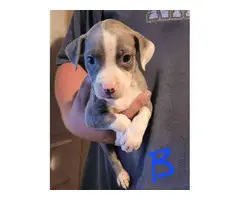 Pit bull puppies for adoption - 2